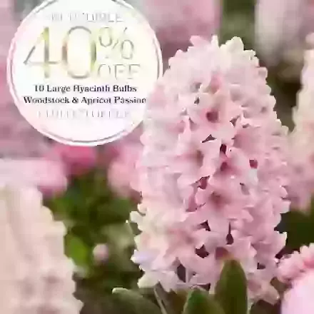 Apricot Passion